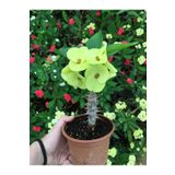Bitkim Sende Videolu Dikenler Tacı Çiçekli Ithal Tayland Milli (20 40 Cm) saksılı Kaktüs Euphorbia
