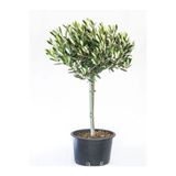 Bitkim Sende Videolu Gemlik Zeytin Fidanı Fidesi 80-190 cm Tüplü Aşılı Güller (olive tree sapling)