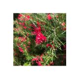 Bitkim Sende Videolu Gravilla Çalısı Çiçeği Fidanı 30-50 Cm Saksılı Çiçekli Bodur Bitkiler Grevillea Juniperina