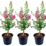 Bitkim Sende Videolu Hoş Kokulu 3 Adet Pembe Oya Ağacı Fidanı 30-65cm Tüplü saksılı (LACEBARK PİNE SAPLİNG)
