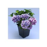Bitkim Sende Videolu Ithal Mavi Tivoli Ortanca Çiçeği Fidanı 25-45 Cm Saksılı Çiçekli Bodur Blue Hydreangea