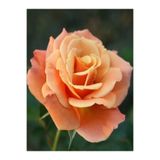 Bitkim Sende Videolu Kayısı Rengi Yediveren Kokulu Gül Fidanı 2 Adet 30-50cm Bahçe Bitkisi (ROSE)