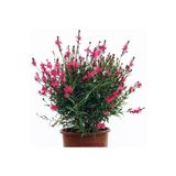 Bitkim Sende Videolu Kırmızı Gavura Çiçeği Fidanı 40-60 Cm Saksılı Çiçekli Bodur Bitkiler Gaura