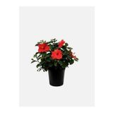Bitkim Sende Videolu Kırmızı Japon Gülü Çiçeği Fidanı 1 Adet Saksılı / Tüplü 40-45 cm (Japanese Camellia)