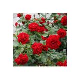 Bitkim Sende Videolu Kırmızı Sarmaşık Gül Fidanı Kokulu (90-140 CM) Tüplü Aşılı Gül Red Rose