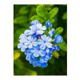 Bitkim Sende Videolu Kokulu Mavi Yasemin Fidesi 1 Adet Saksılı/tüplü 40-60cm (PLUMBAGO BLUE JASMİNE)