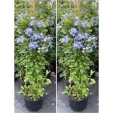 Bitkim Sende Videolu Kokulu Mavi Yasemin Fidesi 2 Adet Saksılı / Tüplü 35-60 cm (Plumbago Blue Jasmine)