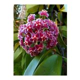 Bitkim Sende Videolu Kokulu Pembe Mum Çiçeği Sarmaşık 1 Adet Saksılı 10-20cm Iç-dış Mekan Bitkisi (HOYA CARNOSA)