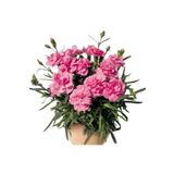 Bitkim Sende Videolu Kokulu Pembe Renk Karanfil Çiçeği Fidanı 15-30cm Tüplü Dış Mekan Ağaçlar Pink Carnation