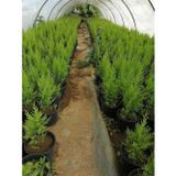Bitkim Sende Videolu Limon Selvi Limon Kokulu 10 Adet Saksılı/ Tüplü 30-50 Cm (CUPRESSUS MACROCARPA)