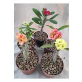 Bitkim Sende Videolu Milli Dikenler Tacı (15-25 Cm ) 5 Farklı Renk Saksılı Kaktüs Euphorbia