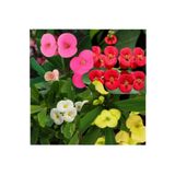 Bitkim Sende Videolu Milli Dikenler Tacı 4 Adet Sarı Kırımızı Pembe Beyaz 10-20 Cm Saksılı( Euphorbia)