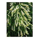 Bitkim Sende Videolu Mis Kokulu 1 Adet Beyaz Mercan Çiçeği Saksılı 55-120cm (CORAL FLOWER)