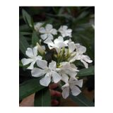 Bitkim Sende Videolu Mis Kokulu 1 Adet Beyaz Zakkum Çiçeği Fidanı 50-75cm Saksılı (OLEANDER FLOWER)