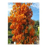 Bitkim Sende Videolu Mis Kokulu 1adet Turuncu Begonvil Çiçeği Fidanı Saksılı 60-120cm (BOUGAİNVİLLEA)