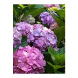 Bitkim Sende Videolu Mor 1 Adet Ortanca Fidanı Büyük Boy 30-50cm Saksılı (AZALEA SEEDLİNG)