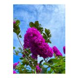 Bitkim Sende Videolu Mor Renk Oya Ağacı Fidanı 80-120 Cm Saksılı Dış Mekan Ağaçları Purple Lagerstroemia