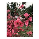 Bitkim Sende Videolu Pembe Bahar Dalı Çiçeği Fidanı 40-60 Cm Saksılı Çiçekli Bodur (SPRİNG BRANCH FLOWER)