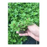 Bitkim Sende Videolu Pembe Buz Çiçeği Fidesi 40 Adet Saksılı/ Tüplü 5-10 Cm Yer Örtücü Bitki (DELOSPERMA)