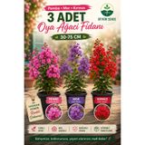 Bitkim Sende Videolu Pembe Kırımızı Mor Renk 3 Adet Oya Ağacı Fidanı 30-75cm Tüplü