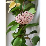 Bitkim Sende Videolu Pembe Mum Çiçeği Fidanı 1 Adet 30-60 cm Saksılı / Tüplü Dış Mekan Bitkisi (Hoya)