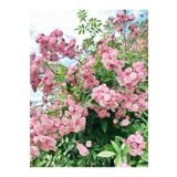 Bitkim Sende Videolu Pembe Sarmaşık Ponpon Gül Fidanı 1 Adet Dış Mekan Bitkisi 35-60 Cm (PİNK CLİMBİNG ROSE)