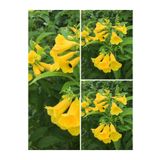 Bitkim Sende Videolu Sarı Acem Borusu Çiçeği 3 Adet 40-60 cm Dış Mekan Bitkisi ( Yellow Campsis Grandiflora)
