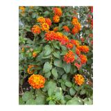 Bitkim Sende Videolu Sarı Turuncu Bodur Ağaç Minesi 1 Adet Saksılı 30-50 Cm Bahçe Bitkisi (LANTANA CAMARA)
