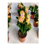 Bitkim Sende Videolu Sarı Yılbaşı Çiçeği Fidanı 1 Adet Saksılı 10-20cm Iç Mekan Bitkisi (YELLOW RHİPSALİDOPSİS)