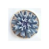 Bitkim Sende Videolu Sukulent Echeveria Runyonii Topsy Turvy Bitkisi 1 Adet Saksılı 5-10cm Salon Bitkisi