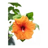 Bitkim Sende Videolu Turuncu Japon Gülü Çiçeği Fidanı 40-60 Cm Saksılı Çiçekli Bodur Orange Japanese Quince
