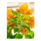 Bitkim Sende Videolu Turuncu Sarılıcı Begonvil Çiçeği Fidanı 90-120cm Saksılı Çiçekli Bodur (BOUGAİNVİLLEA)