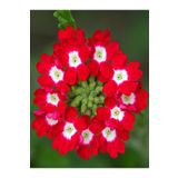 Bitkim Sende Videolu Yayılıcı Kırmızı Mine Çiçeği 1 Adet Saksılı 15-30 Cm Bahçe Yer Bitkisi (VERBENA OFFİCİNALİS)