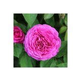 Bitkim Sende Videolu Yediveren Aşılı Kokulu Isparta Pembe Gül Fidanı 2 Adet Saksılı 50-90 Cm (PİNK ROSE)