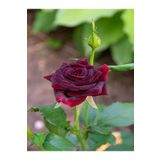 Bitkim Sende Videolu Yediveren Bordo Kokulu Gül Fidanı 2 Adet Saklı/tüplü Bahçe Bitkisi 45-65 Cm (BURGUNDY ROSE)