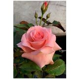 Bitkim Sende Videolu Yediveren Kokulu Yavruağzı Rengi (30 66 C) Saksılı/tüplü Aşılı Gül Fidanı Rose