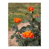 Bitkim Sende Videolu Yediveren Koyu Somon Rengi Gül Fidanı 2 Adet Saksılı/tüplü 35-60 Cm (ORANGE ROSE)
