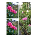 Bitkim Sende Videolu Yediveren Sarmaşık Mis Kokulu Pembe Gül Fidanı 3 Adet Saksılı 40-65 Cm (CLİMBİNG PİNK ROSE)
