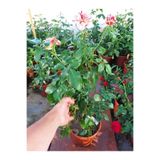 Bitkim Sende Videolu Yediveren Sihirbaz Türkiyem Fidanı (50-90 Cm ) Saksılı/ Tüplü Kokulu Aşılı Gül Magician Rose