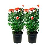 Bitkim Sende Videolu Yediveren Somon Rengi Gül Fidanı 2 ADET Saksılı/Tüplü 30-55 Cm Bahçe Bitkisi (Orange Rose)