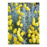 Bitkim Sende Videolu Yoğun Kokulu 1 Adet Lavantin Çiçeği Fidanı 40-60cm Saksılı (LAVENDER FLOWER)