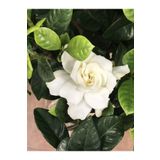 Bitkim Sende Videolu Yoğun Kokulu Gardenya 1 Adet Saksılı 15-30cm Ev Ofis Salon Bitkisi (gardenia Jasmionides )