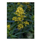 Bitkim Sende Videolu Yoğun Kokulu Melisa Parfüm Çiçeği Bitkisi 1 Adet Saksılı/ Tüplü 40-60 Cm (CESTRUM PARQUİ)