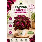 Bitkim Sende Yaprak Güzeli Çiçeği Canlı Bitki Büyük Saksılı 40-60 Cm
