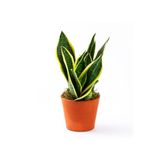 Bitkim Sende Yavrulu Sansevieria Trifasciata Paşa Kılıcı, 35-40 cm, Yeşil-Sarı
