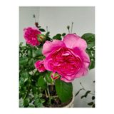 Bitkim Sende Yediveren Kokulu Katmerli Pembe Gül Fidanı, Saksılı, 30-55 cm