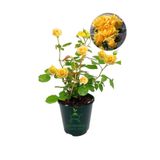 Bitkim Sende Yediveren Sarı Gül Fidanı, Saksılı, 30-60 cm, Dış Mekan Çiçeği