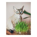 Bitkim Sende Yeşil Kedi Çimi & Otu, Canlı Filizli Saksıda, 1 Adet