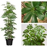 Bitkim Sende Yeşil Şeflera Tek Dallı Salon Bitkisi Schefflera 70-80 cm Iç Mekan Bitkisi