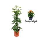 Bitkim Sende Yeşil Yaprak Şeflera Çiçeği, 80-100 cm, Saksılı, Turuncu Kalanşo Hediyeli, İç Mekan Bitki